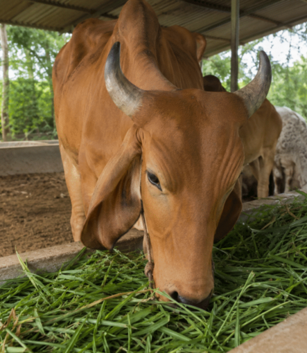 Street cows in need of food shelter and care