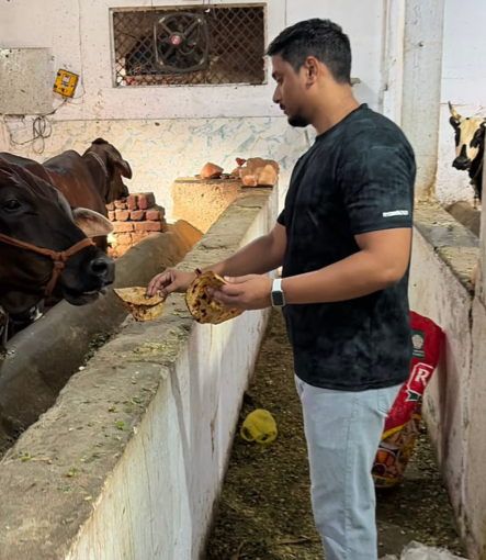 Food and rehabilitation for cows