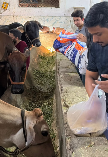 Food and rehabilitation for cows