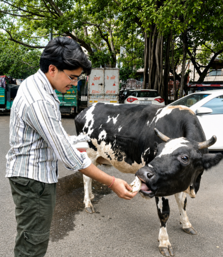 Care and shelter for rescued cows