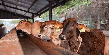 Donate for Cows